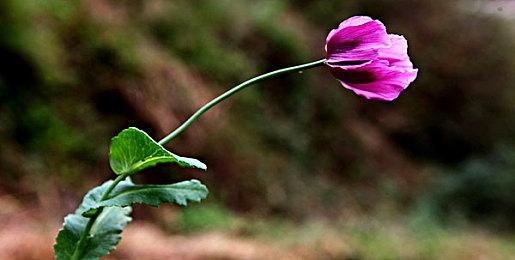 免费PC＆手游《蓝色反射：燦》概览预告片公布